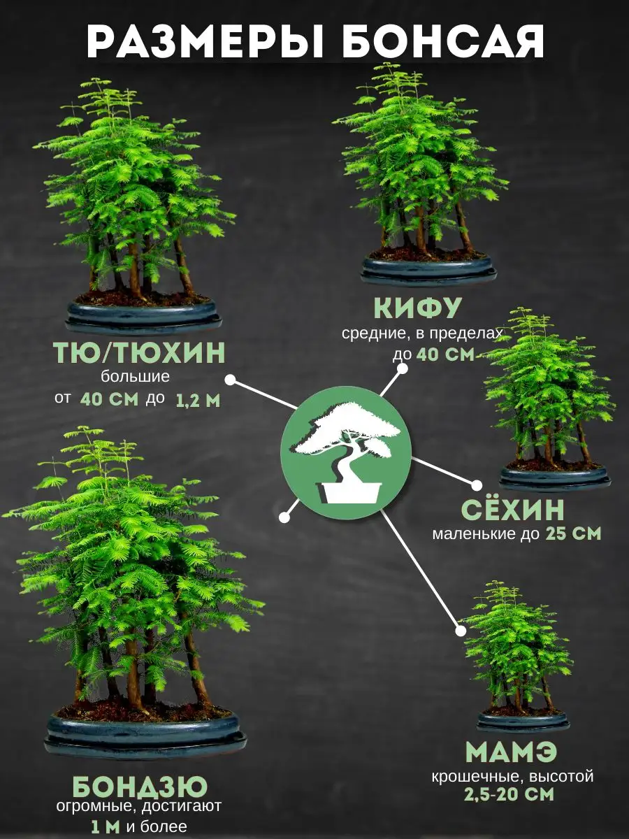 Набор для выращивания растений бонсай 