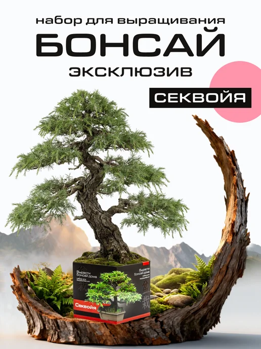 ЭкоКлуб Набор для выращивания растений бонсай Секвойя, вариант