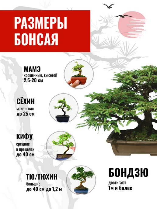 ЭкоКлуб Набор для выращивания растений бонсай Секвойя, вариант, фото 4
