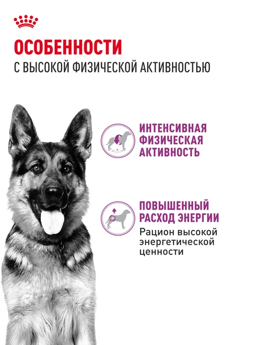 Сухой корм Royal canin Club Energy для собак, мясо, 20 кг, фото 2