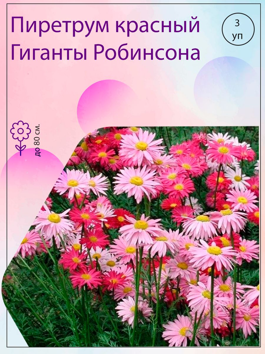 Пиретрум красный Гиганты Робинсона,3 уп Агрохолдинг Поиск 28812406 купить  за 140 ₽ в интернет-магазине Wildberries