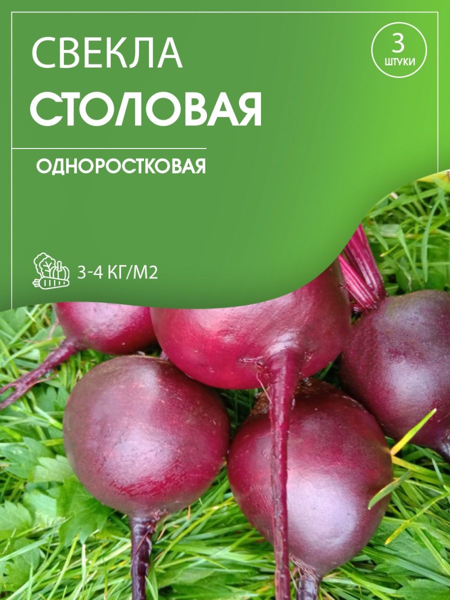 Свекла столовая одноростковая. Свекла цилиндра одноростковая. Сорта свеклы одноростковой. Свекла столовая цилиндра одноростковая.