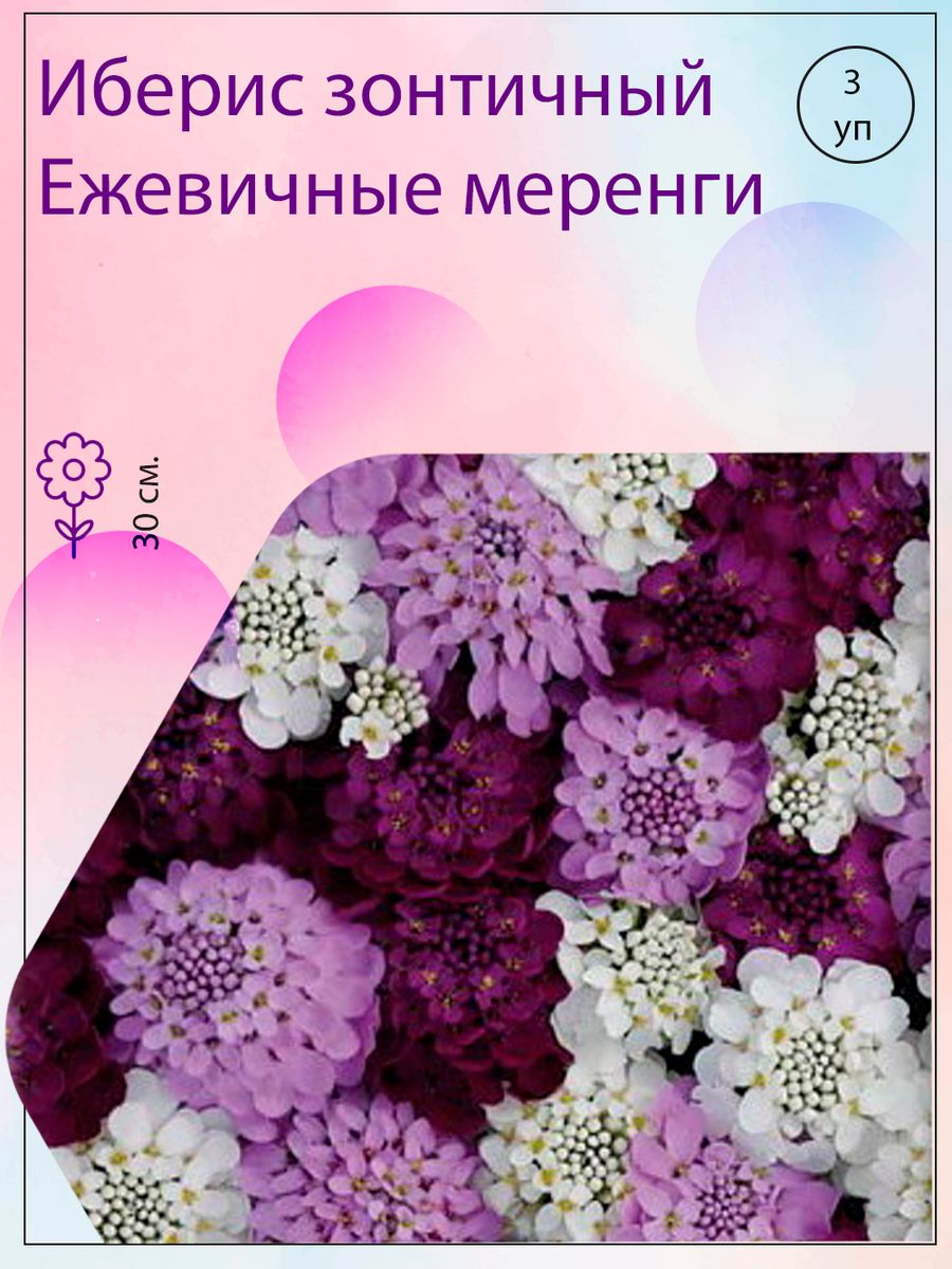 Иберис зонтичный ежевичный. Иберис зонтичный смесь. Иберис ежевичные меренги. Иберис зонтичный смесь окрасок.