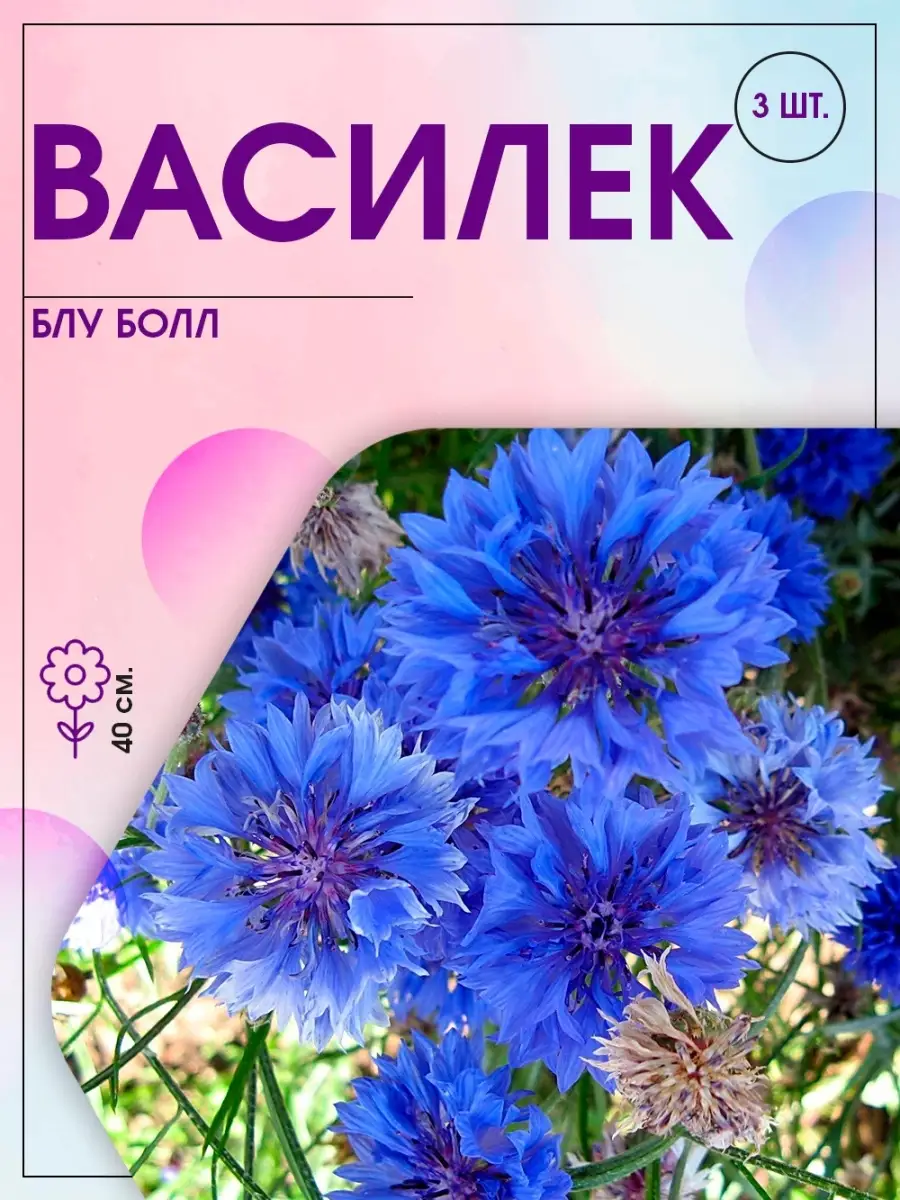 Василек Блю Бол 3 уп Агрохолдинг Поиск 28812615 купить за 149 ₽ в  интернет-магазине Wildberries