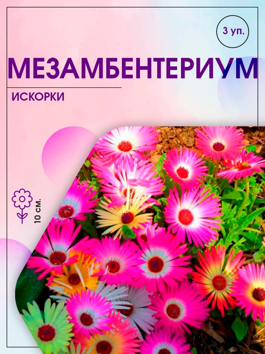 Цветы Искорки Мезембриантемум