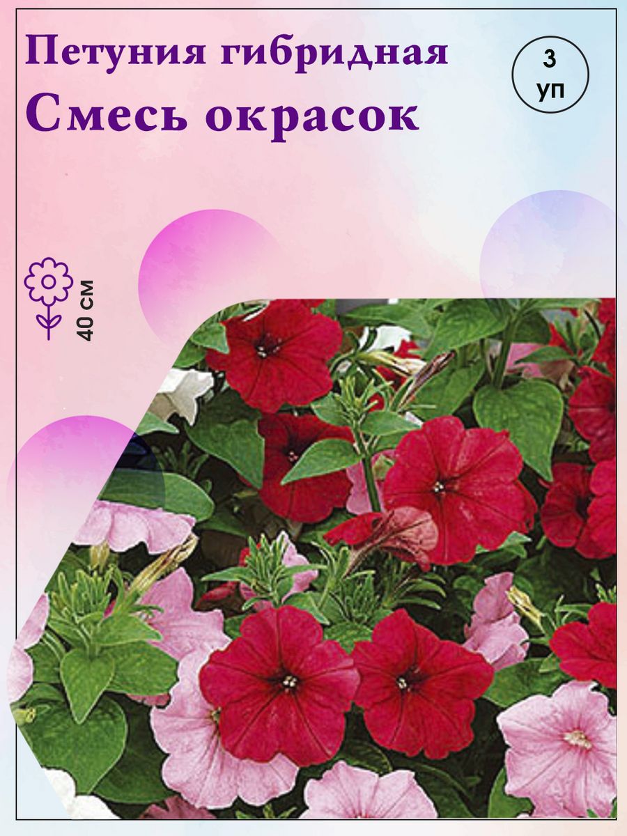 Петуния гибридная смесь окрасок. Петуния гибридная петушок. Петуния гибридная смесь в клумбах. Петунья гибридная гербарий.