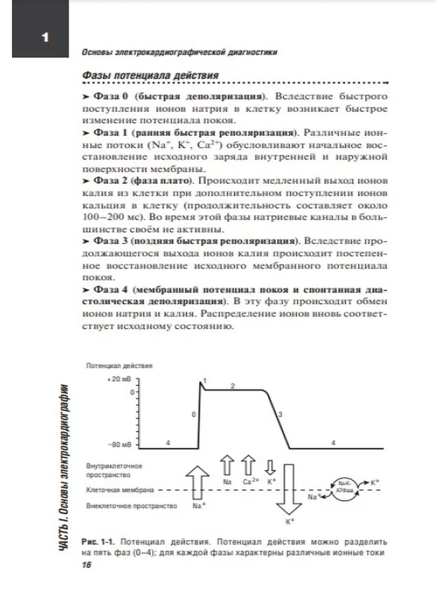 ЭКГ. Карманный справочник ГЭОТАР-Медиа 29437359 купить за 911 ₽ в  интернет-магазине Wildberries