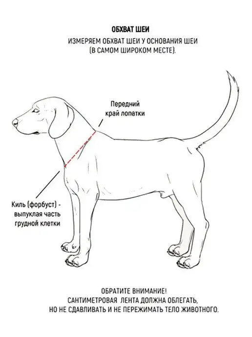 PetShop Ошейник для собак "Крэйл" 24-40 см Таппи, красный, фото 2