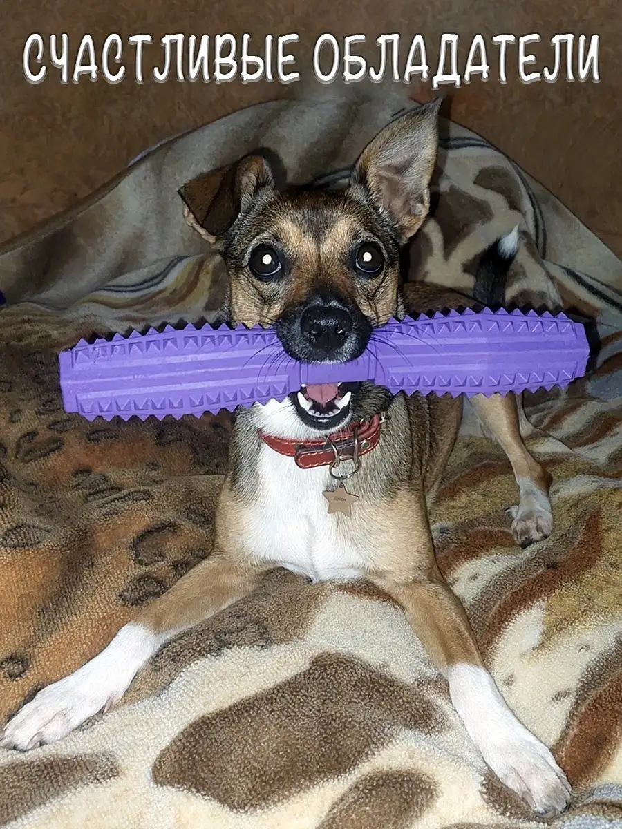 Indigo clearance dog toothbrush