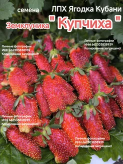 Клубника земклуника " Купчиха " семена 30шт ЛПХ Ягодка Кубани 30090816 купить за 260 ₽ в интернет-магазине Wildberries