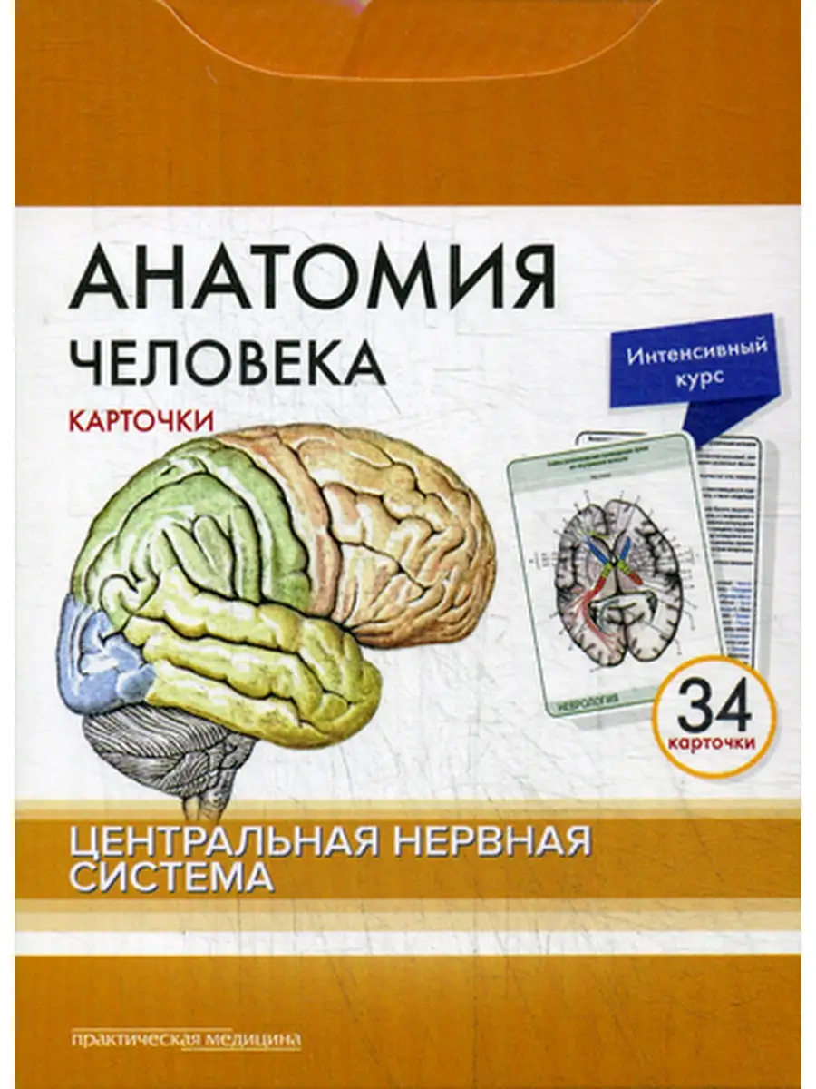 Анатомия человека: карточки. (34 шт). Центральная нервная система