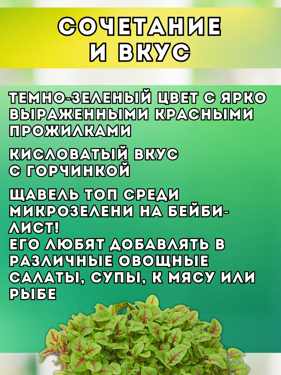 Щавель Кровавая Мэри Народные семена 31845558 купить за 622 ₽ в  интернет-магазине Wildberries