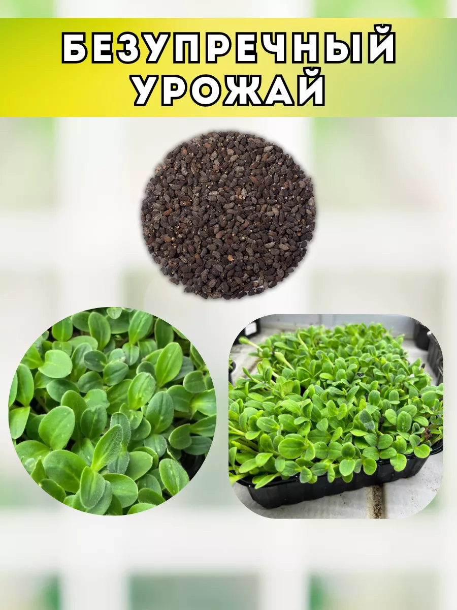 Семена Бораго для микрозелени и огорода Народные семена 31969354 купить за  1 458 ₽ в интернет-магазине Wildberries