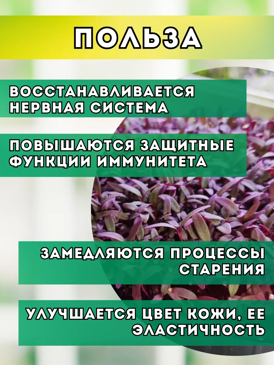 Семена Амарант красный для проращивания микрозелени Народные семена  31970576 купить за 646 ₽ в интернет-магазине Wildberries