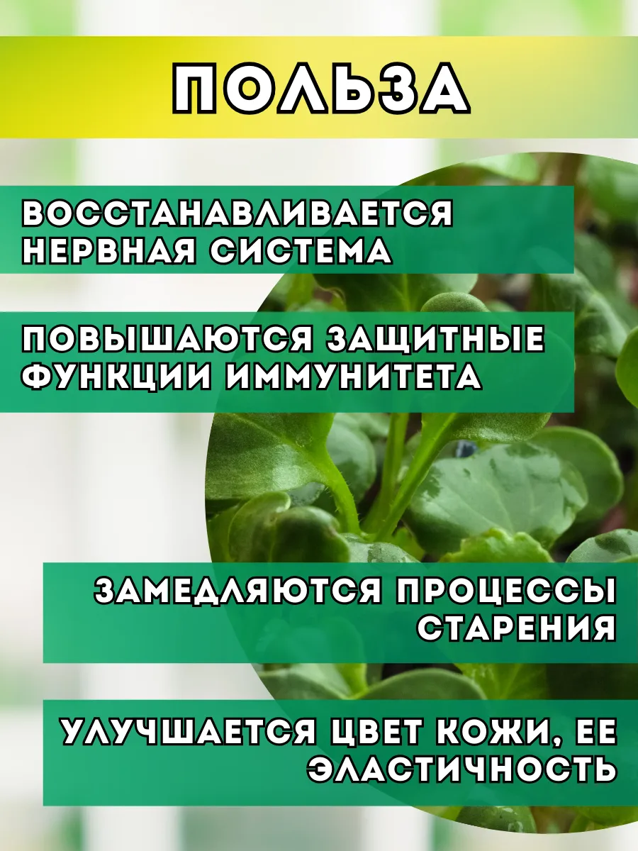 Дайкон семена микрозелени 100г Народные семена 31971628 купить за 310 ₽ в  интернет-магазине Wildberries