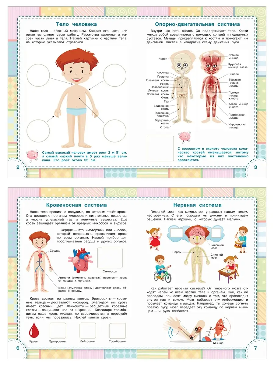 Тело человека. Книжка наклейками 3-5 лет Вакоша 32877087 купить за 207 ₽ в  интернет-магазине Wildberries