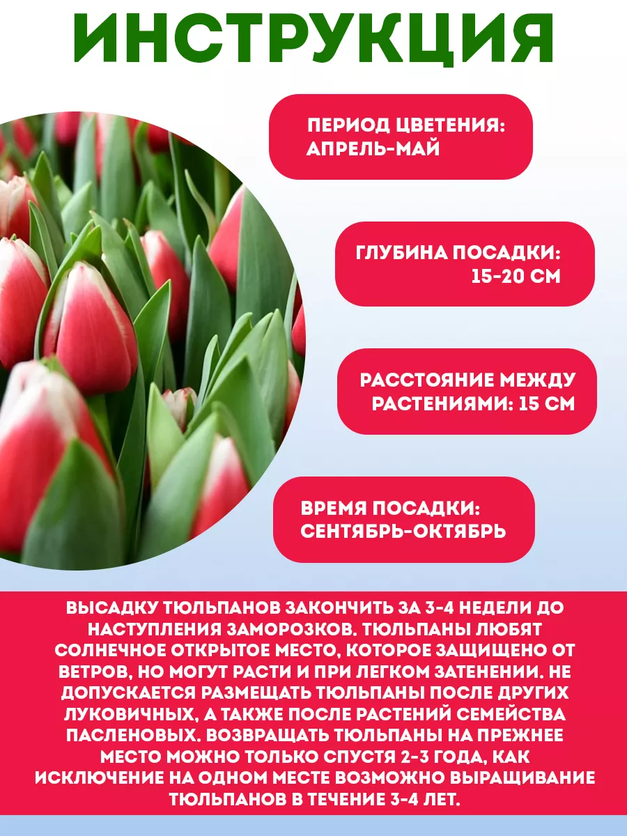 Луковичные цветы Tulips Triumph Датч Дизайн 3 луковицы Ваше хозяйство  32881353 купить в интернет-магазине Wildberries