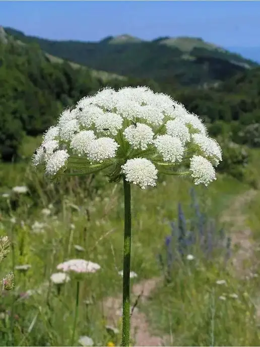 Мёд семьи Мамдеевых Аккураевый мед, натуральный, вариант, фото 5