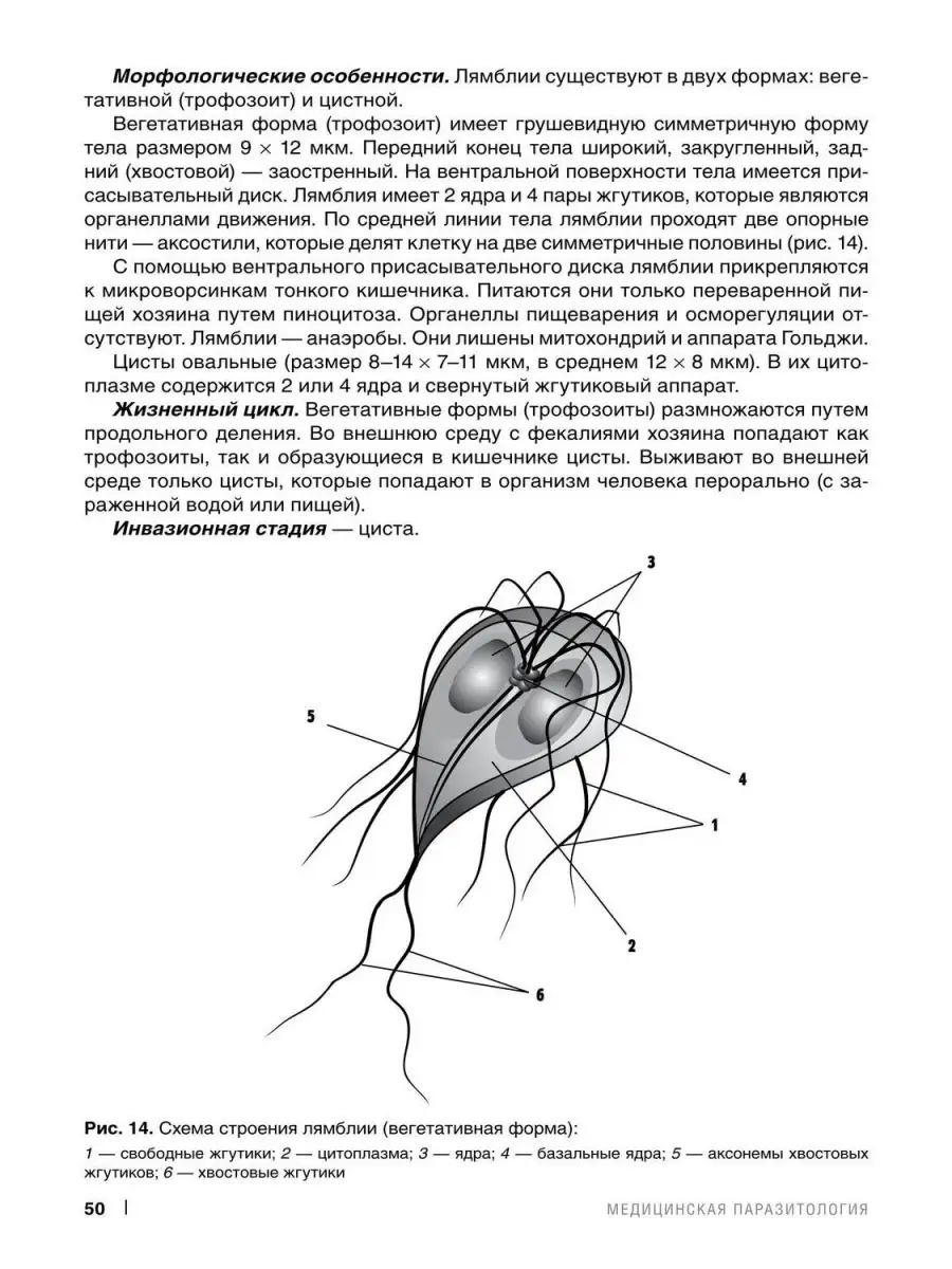 Медицинская паразитология. Учебное пособ Практическая медицина 33325298  купить за 1 031 ₽ в интернет-магазине Wildberries