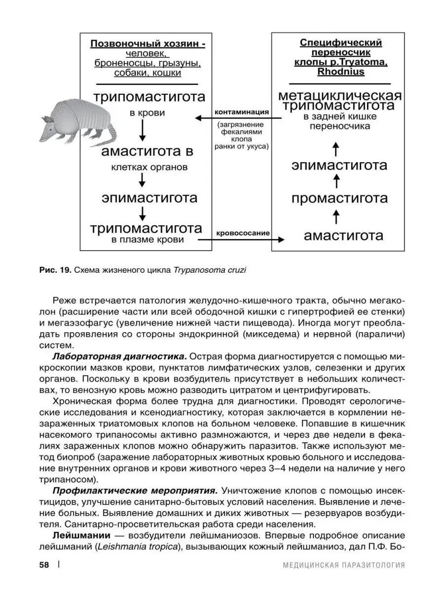 Медицинская паразитология. Учебное пособ Практическая медицина 33325298  купить за 1 031 ₽ в интернет-магазине Wildberries