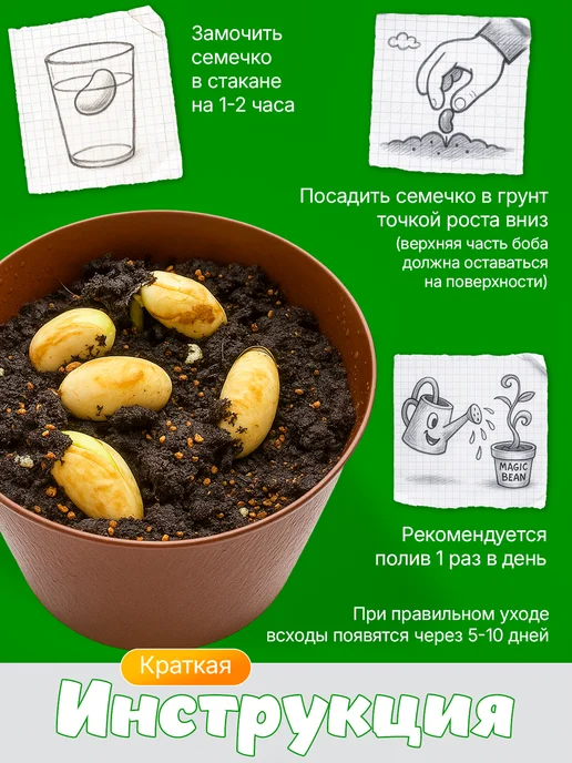Про Растения Набор для выращивания растений для детей Волшебные бобы, вариант, фото 4