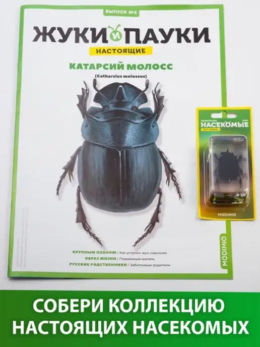 MODIMIO Журнал Жуки и пауки№6, Катарсий молосс, 2 шт