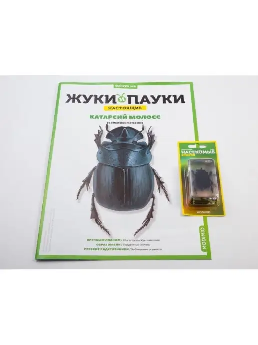 MODIMIO Журнал Жуки и пауки№6, Катарсий молосс, 2 шт, фото 2