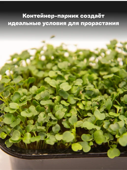 Микромир Набор для выращивания микрозелень руккола 3шт, 3 шт, фото 6