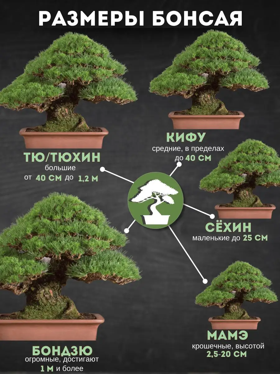 Набор для выращивания растений Бонсай 