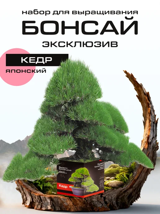 ЭкоКлуб Набор для выращивания растений бонсай Кедр, вариант