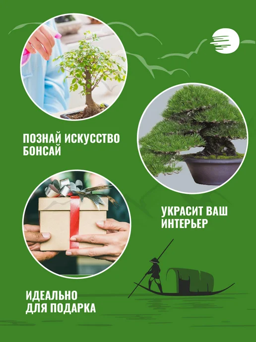 ЭкоКлуб Набор для выращивания растений бонсай Кедр, вариант, фото 3