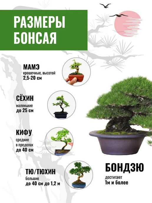ЭкоКлуб Набор для выращивания растений бонсай Кедр, вариант, фото 4