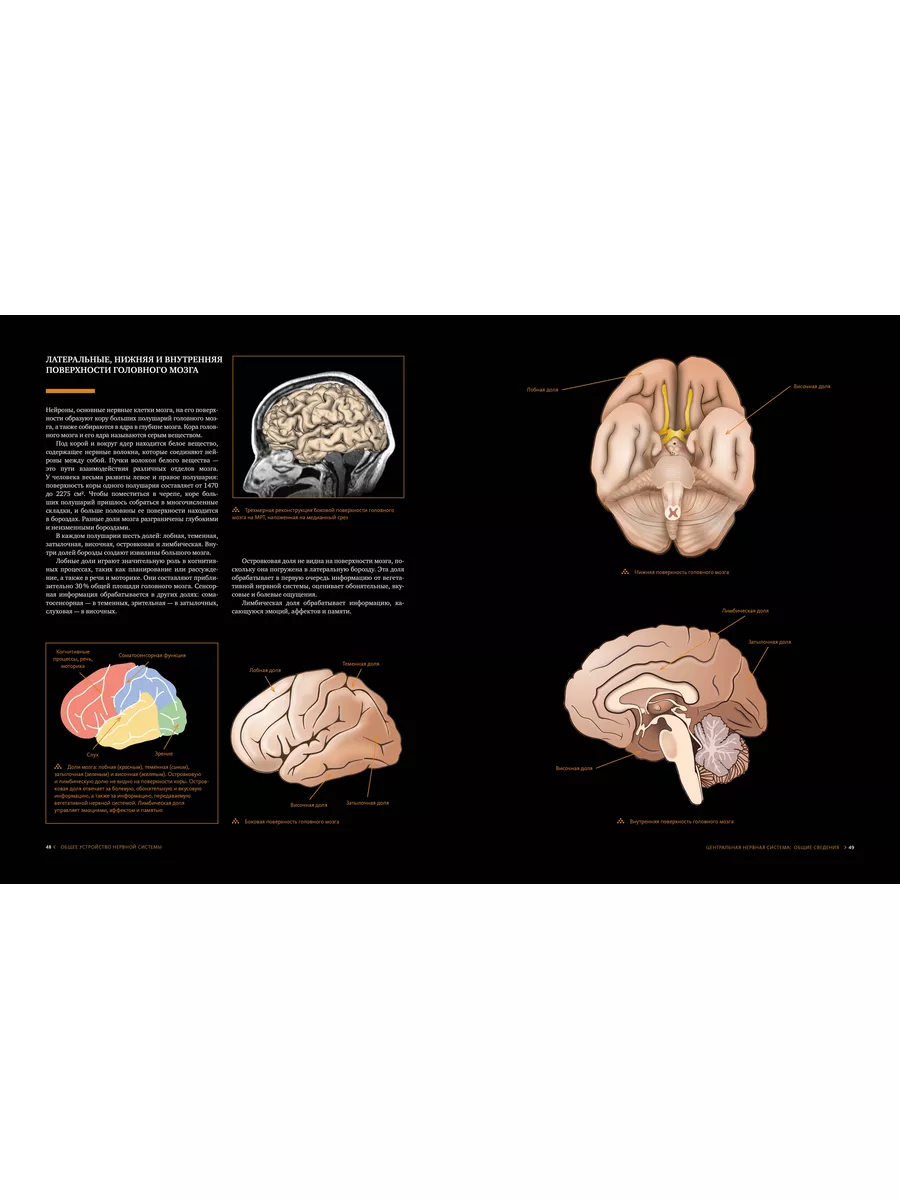 Большой атлас мозга Издательство КоЛибри 34182568 купить за 462 ₽ в  интернет-магазине Wildberries