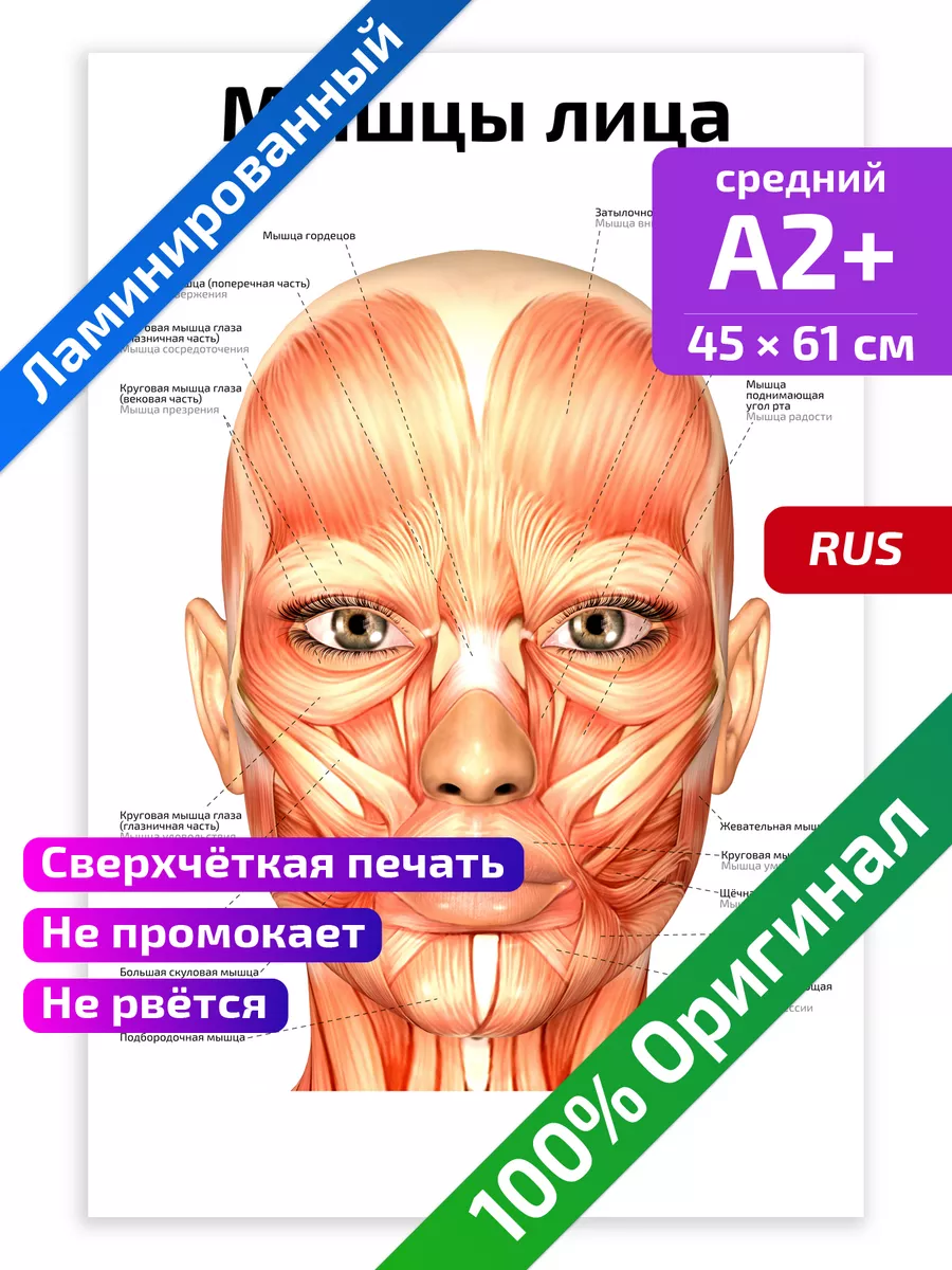 Мышцы лица анатомический плакат 45х61см Квинг 34187555 купить за 283 ₽ в  интернет-магазине Wildberries