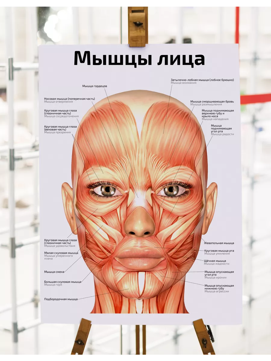 Спазм анального сфинктера