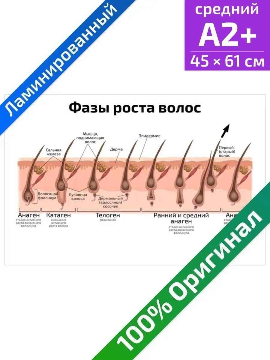 Фазы роста волос анатомический плакат 45х61см Квинг 34187607 купить за 453  ₽ в интернет-магазине Wildberries