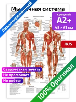 Мышечная система человека анатомический плакат 45х61см Квинг 34190177 купить за 466 ₽ в интернет-магазине Wildberries