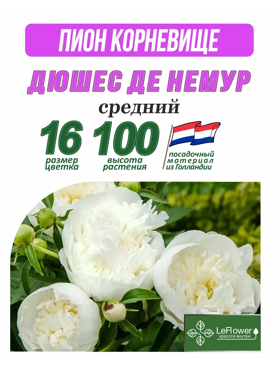 Пион Дюшес де Немур, саженец, Нидерланды Leflower 35145605 купить в  интернет-магазине Wildberries