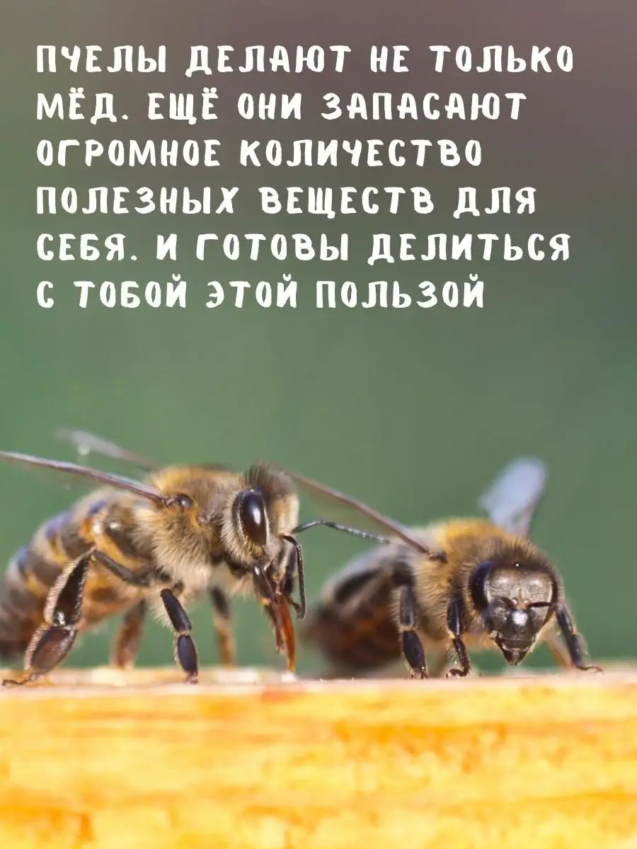 ЖИВОЙМЕД Башкирский забрус пчелиный для жевания детям 600гр ЖИВОЙМЕД  35502287 купить за 3 207 ₽ в интернет-магазине Wildberries