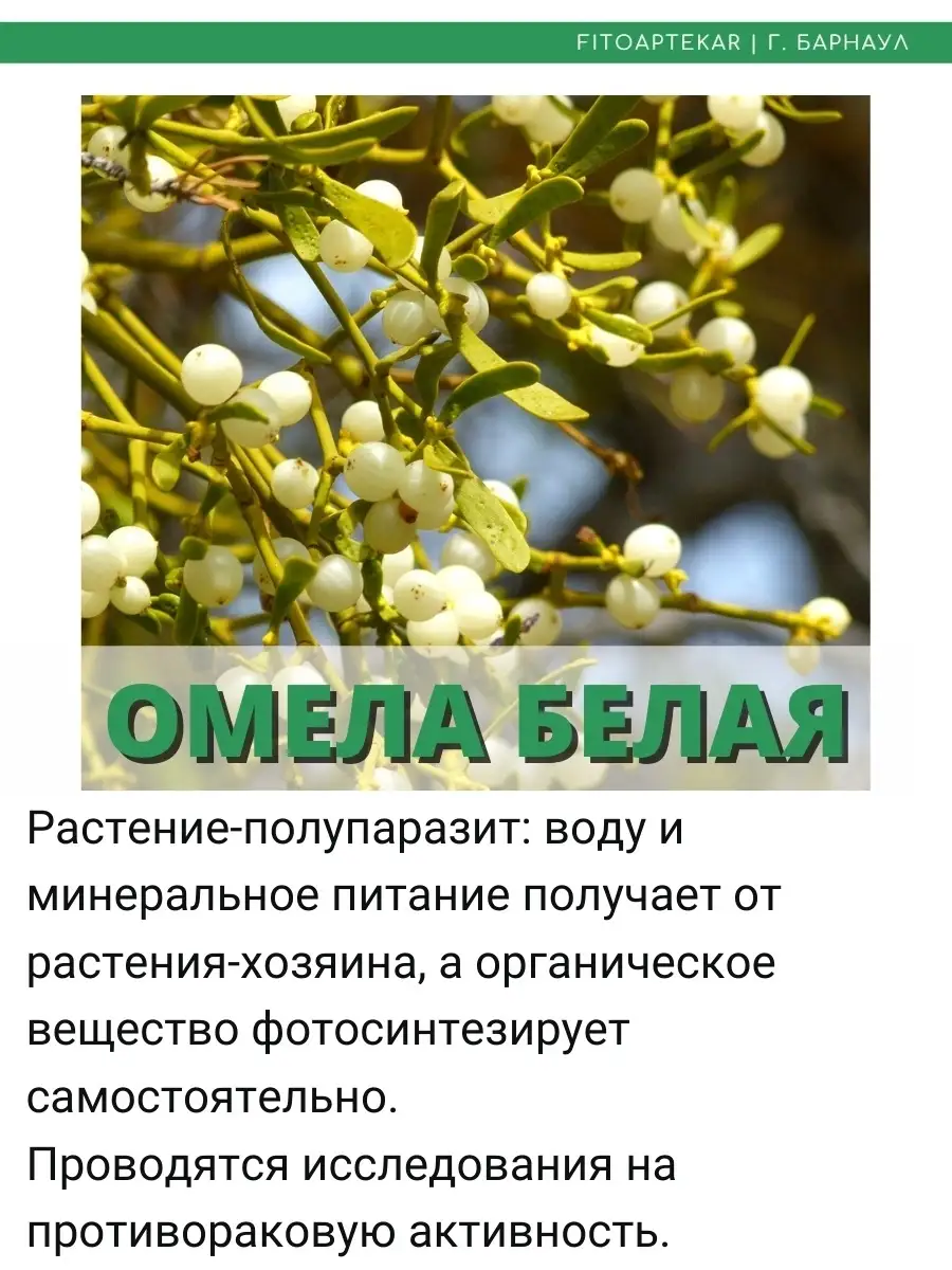 Настойка омелы и софоры, 250 мл ФИТО-АПТЕКАРЬ 35750686 купить за 967 ₽ в  интернет-магазине Wildberries