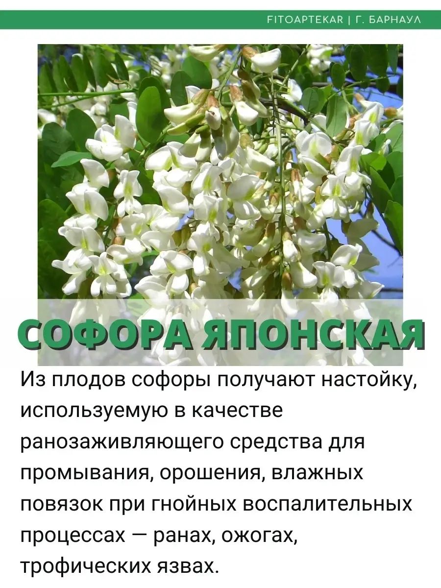 Настойка омелы и софоры, 250 мл ФИТО-АПТЕКАРЬ 35750686 купить за 967 ₽ в  интернет-магазине Wildberries