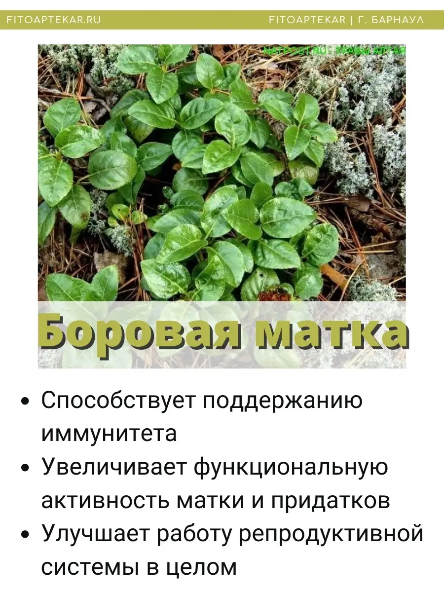 Настойка боровой матки, 250 мл ФИТО-АПТЕКАРЬ 35750735 купить в  интернет-магазине Wildberries