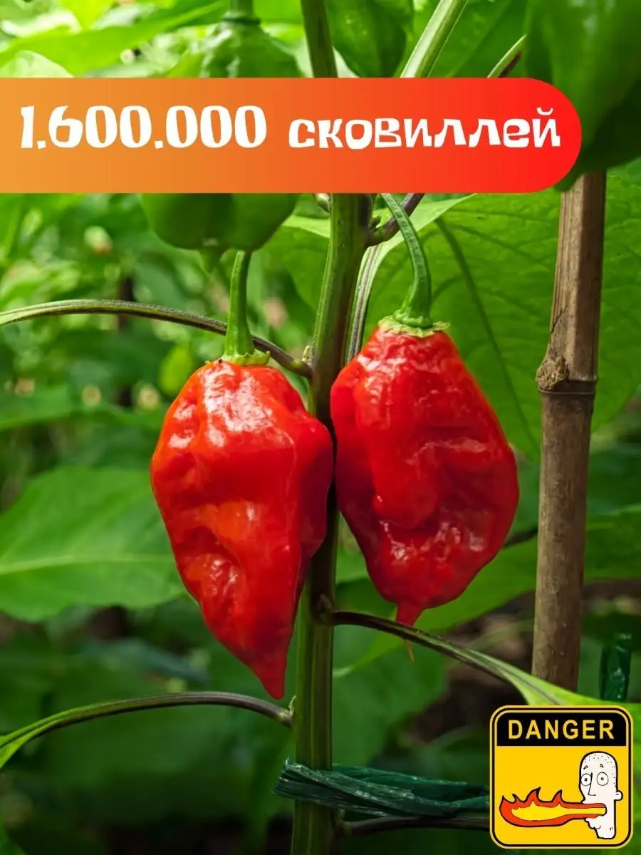 Набор для выращивания растений на балконе дома перец Plant Republic  36120969 купить за 389 ₽ в интернет-магазине Wildberries