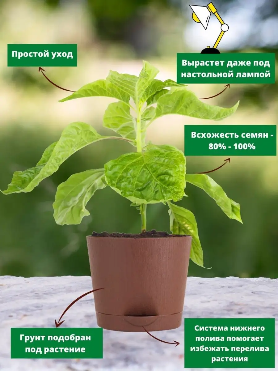 Набор для выращивания растений на балконе дома перец Plant Republic  36120969 купить за 389 ₽ в интернет-магазине Wildberries