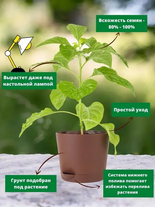 Про Растения Набор для выращивания растений на балконе дома перец, вариант, фото 4