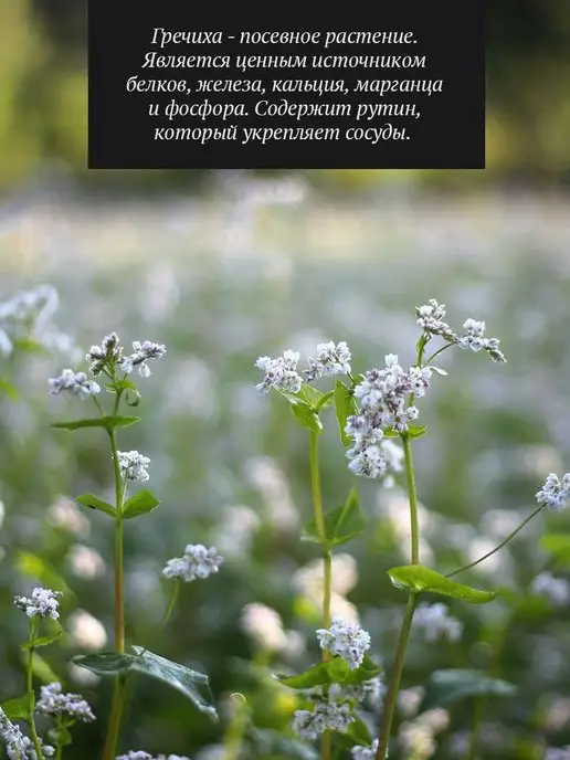 Добрый пасечник Гречишный мед густой 1 кг, 1 кг, фото 2