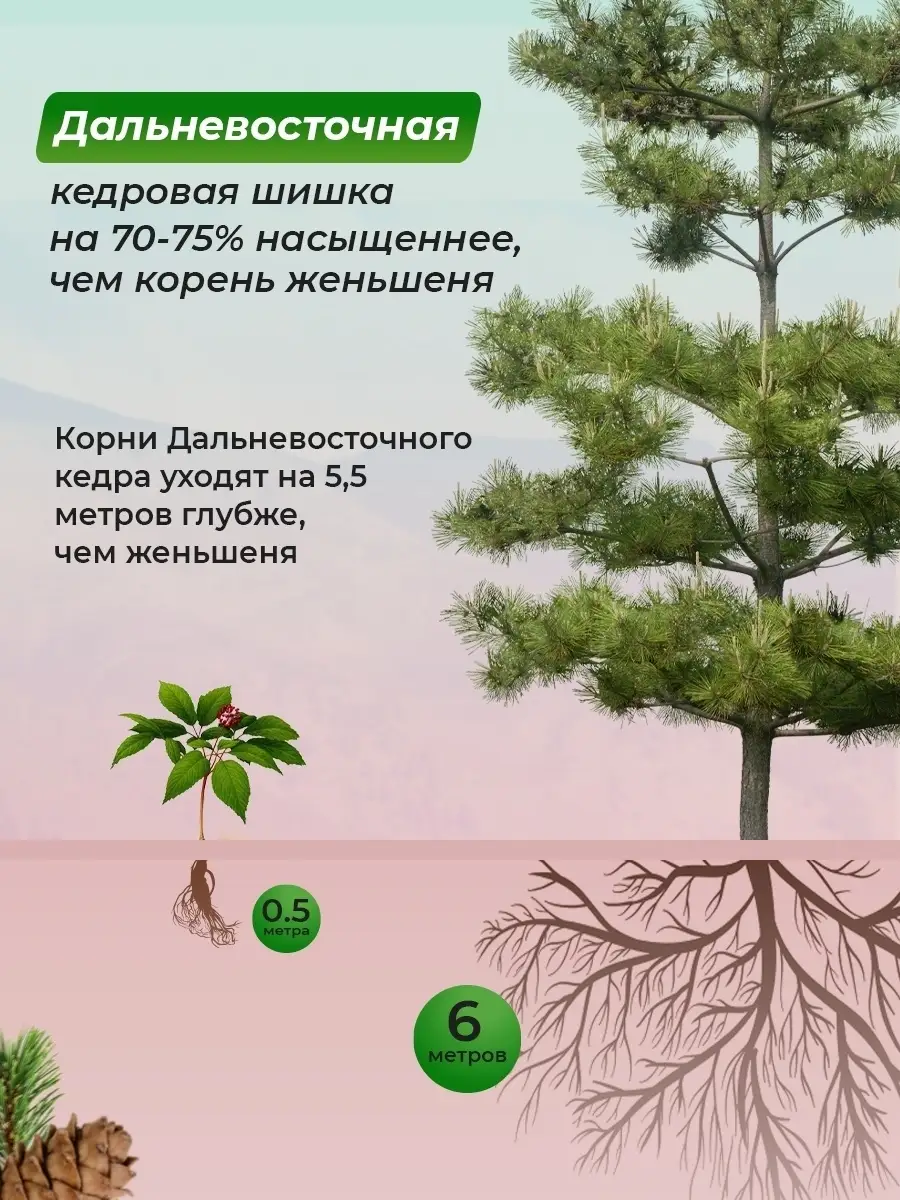 Биокедр с Витамином В12, 120 капсул биокедр 37259342 купить в  интернет-магазине Wildberries