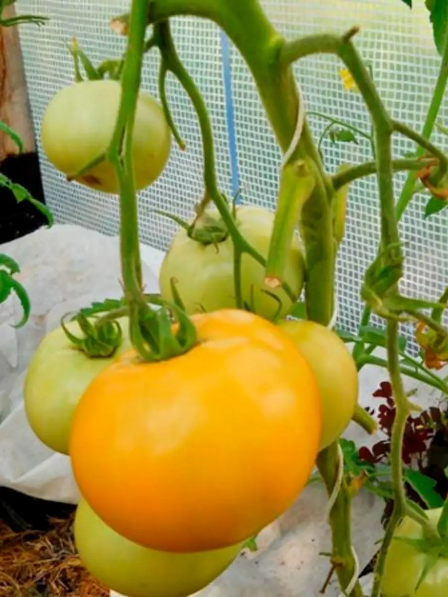 Томаты низкорослые для консервирования. Томат грушевый апельсин. Томат оранжевый габбана. Томат здоровяк. Томат сибирский здоровяк семена алтая.