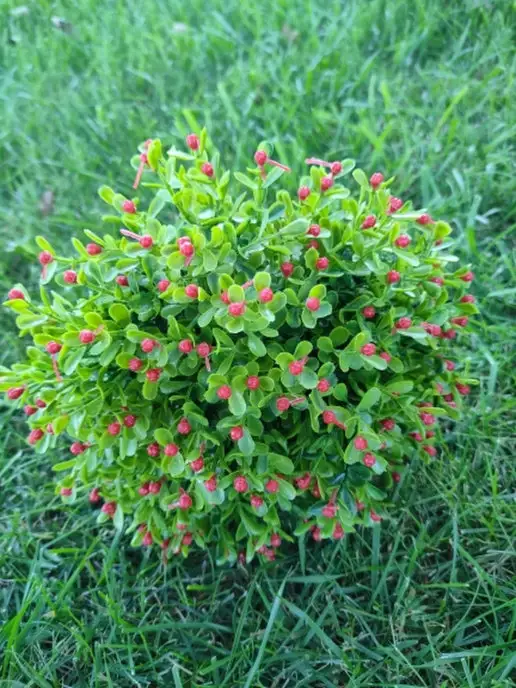 Katreen Искусственное растение, красный
