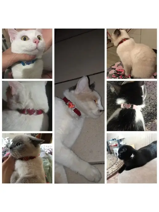 PETSROOM Ошейник для собак и кошек со стразами, красный, фото 4